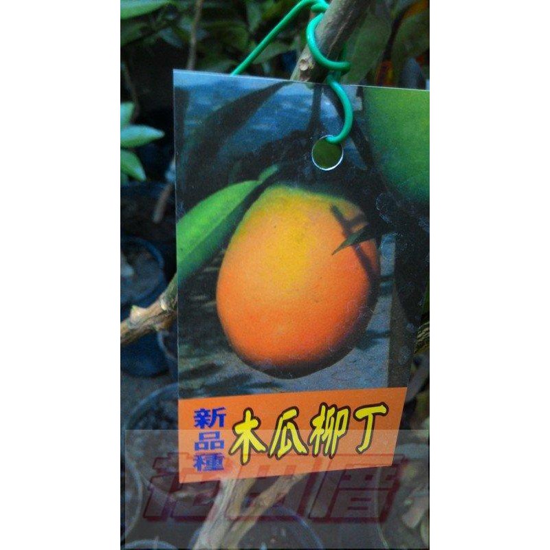 【花田厝】水果苗  木瓜柳丁  4.5吋盆   超大果