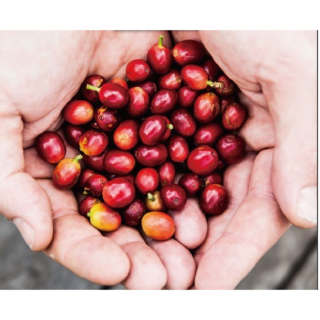 〔!'M COFFEE〕衣索比亞  耶加雪菲 艾瑞莎 淺焙 水洗 半磅 咖啡豆