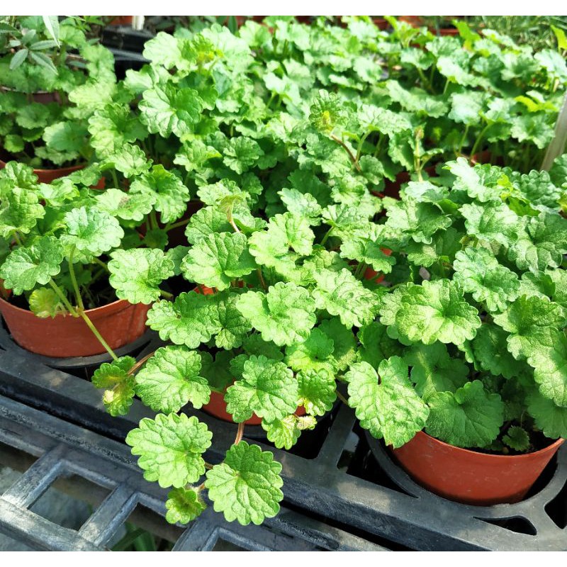 金錢薄荷盆栽金錢薄荷苗香草植物2 5吋盆 蝦皮購物
