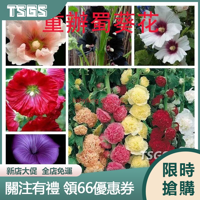 【TSGS】蜀葵種子 重辦蜀葵花種子多年生四季開花花卉種子 蜀葵花種子