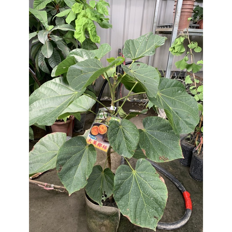 椰柿高壓苗高度70 80公分一棵 蝦皮購物