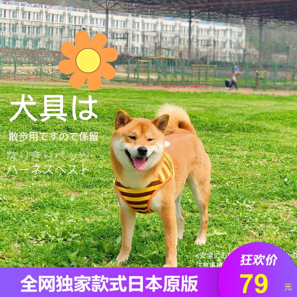 現貨 現貨 賣萌日本柯基柴犬法斗寵物狗狗小蜜蜂狗鏈胸背牽引狗繩 蝦皮購物