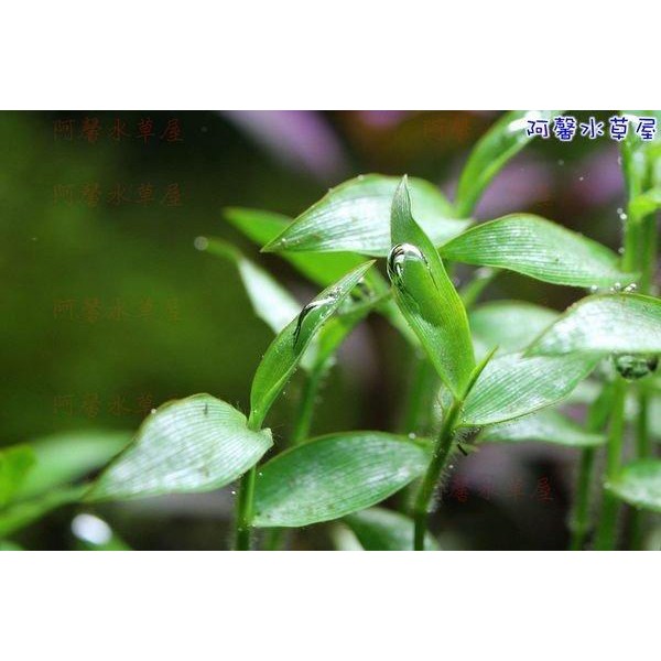 阿馨水草屋 泡泡龍 一組15株 水族景觀設計造景裝飾水族箱真的水草缸專賣店 蝦皮購物