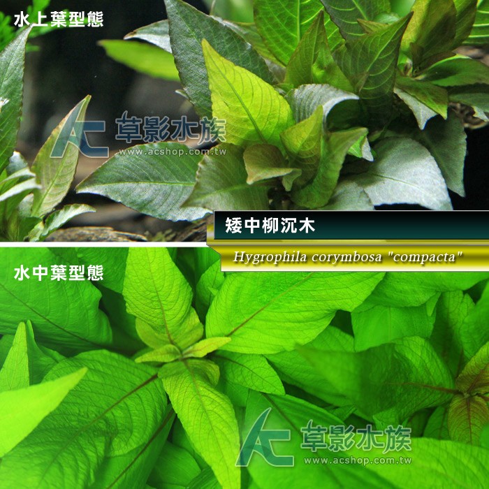 Ac草影 矮中柳 水上葉 八株 前景草中景草新手水草不用co2 蝦皮購物