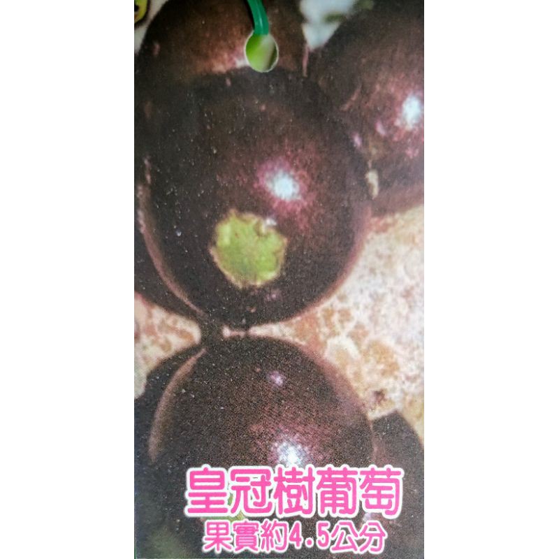 皇冠樹葡萄盆栽 可樂樹葡萄 6吋美植袋 嫁接苗 水果苗