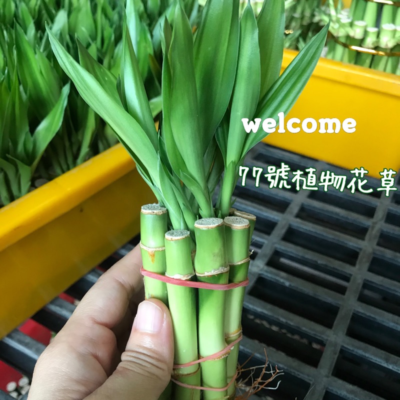 開運竹 富貴竹 萬年青 室內植物 蝦皮購物
