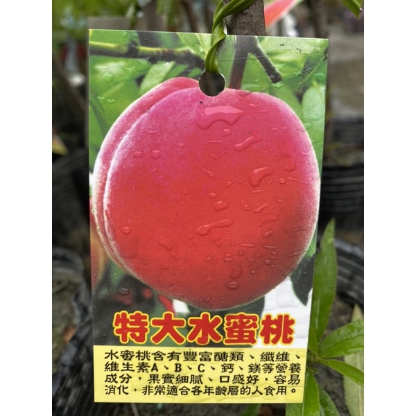景宏種苗～水果樹苗/（新品種）特大水蜜桃/4.5吋盆/50-60公分高