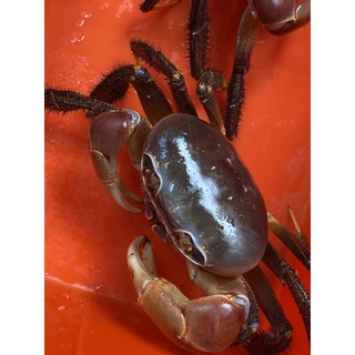 霸氣兇狠圓軸蟹 可動公仔 蝦皮購物