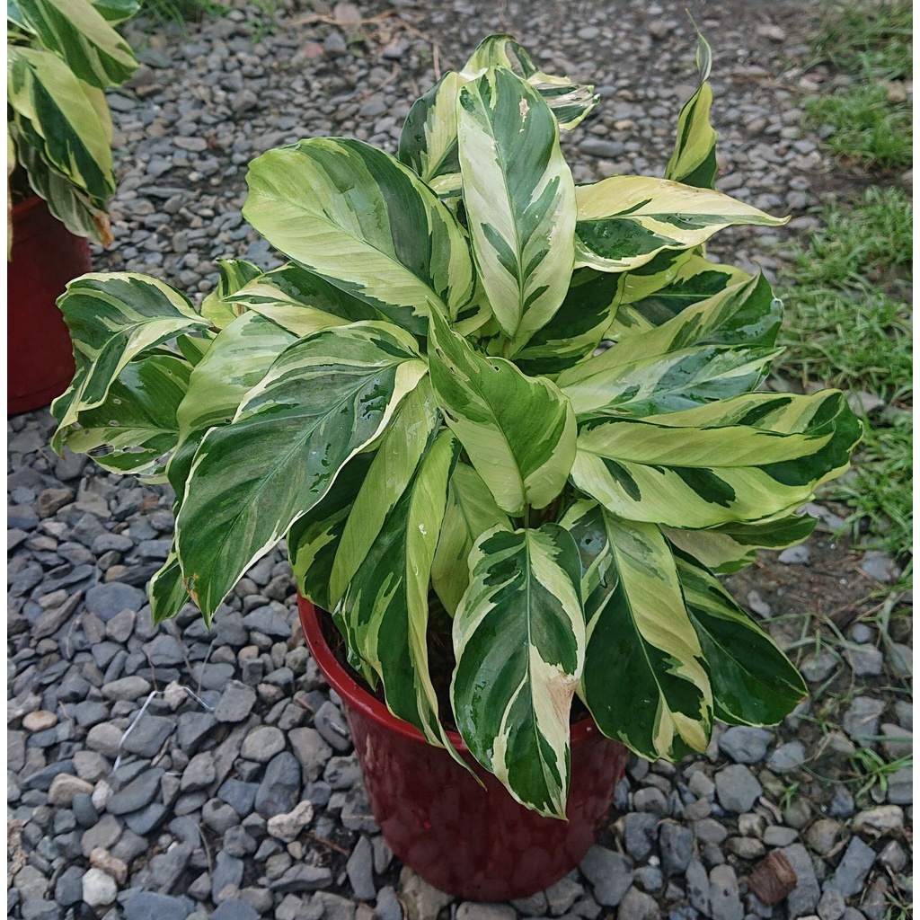 油畫竹芋的價格推薦 22年2月 比價比個夠biggo