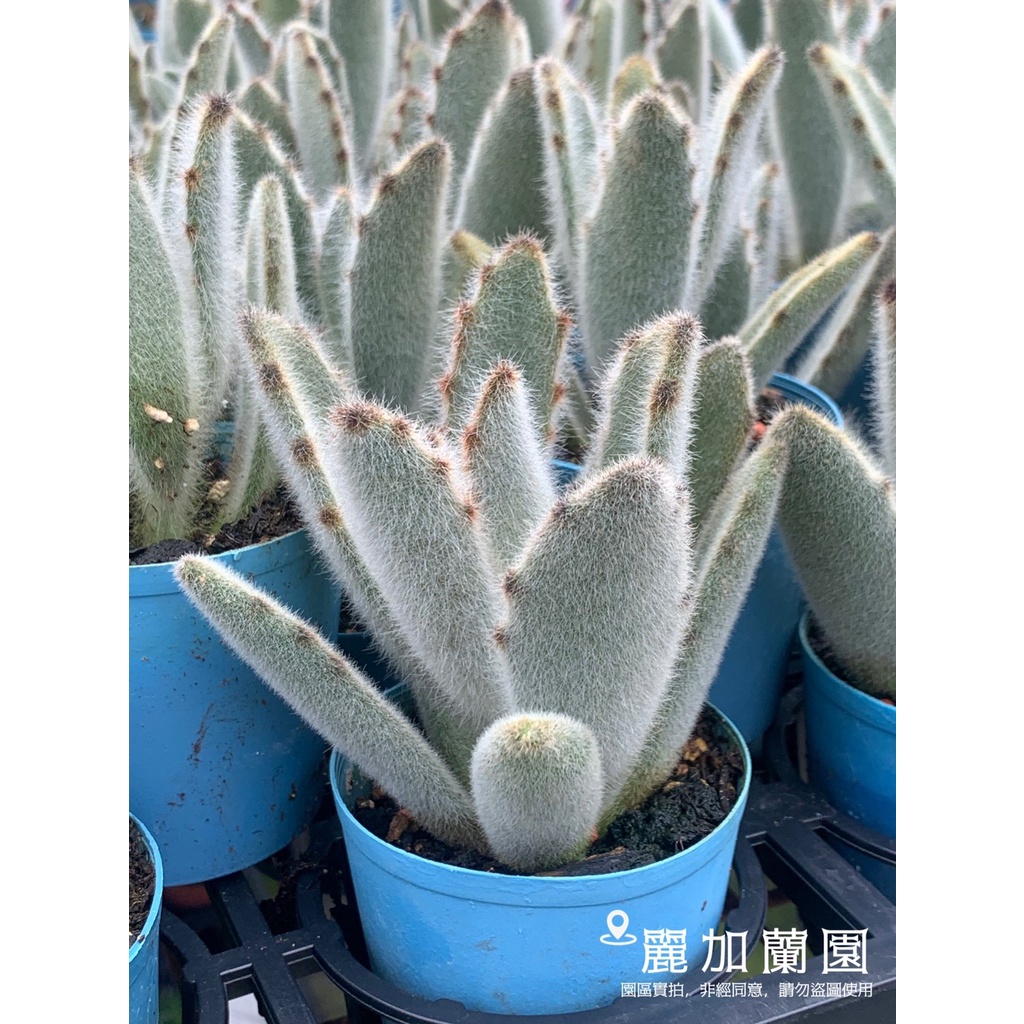 麗加 多肉植物 毛兔 兔耳系列 下葉微葉傷是正常現象 介意勿下 蝦皮購物