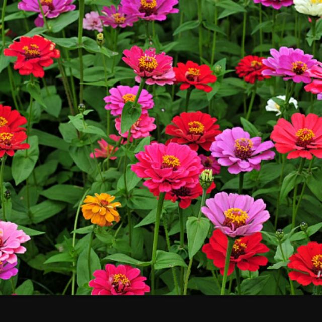 種子王國百日草 花海種子 百日菊大包裝種子1公斤 包花壇切花校園美化家庭種植花海用 蝦皮購物