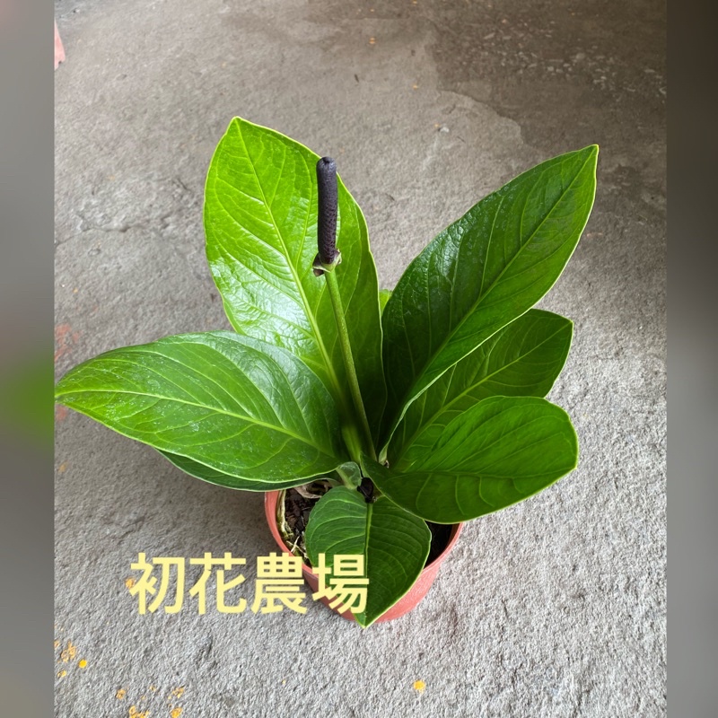 富貴花燭的價格推薦 22年4月 比價比個夠biggo