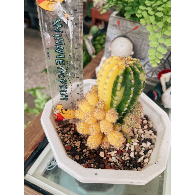 短毛丸錦多肉植物仙人掌空氣鳳梨送禮盆栽鋁線diy 開幕誌慶入新居 蝦皮購物