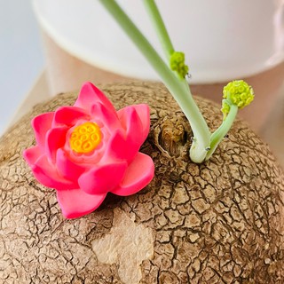 Rainxpluie 知雨若泥 多肉植物組盆•園藝花盆盆栽擺件•奶油膠配件•儀式感•花園裝飾•小物 荷花朵朵開