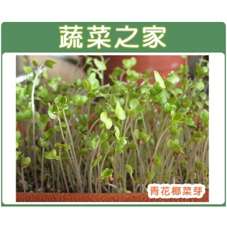 【蔬菜之家滿額免運】J03.青花菜芽種子2000顆(約6公克) (青花椰菜芽、青花椰苗、芽菜種子) 芽菜種子