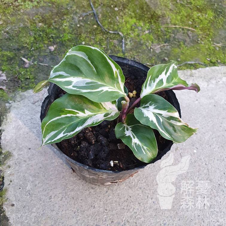 白油畫竹芋的價格推薦 22年3月 比價比個夠biggo