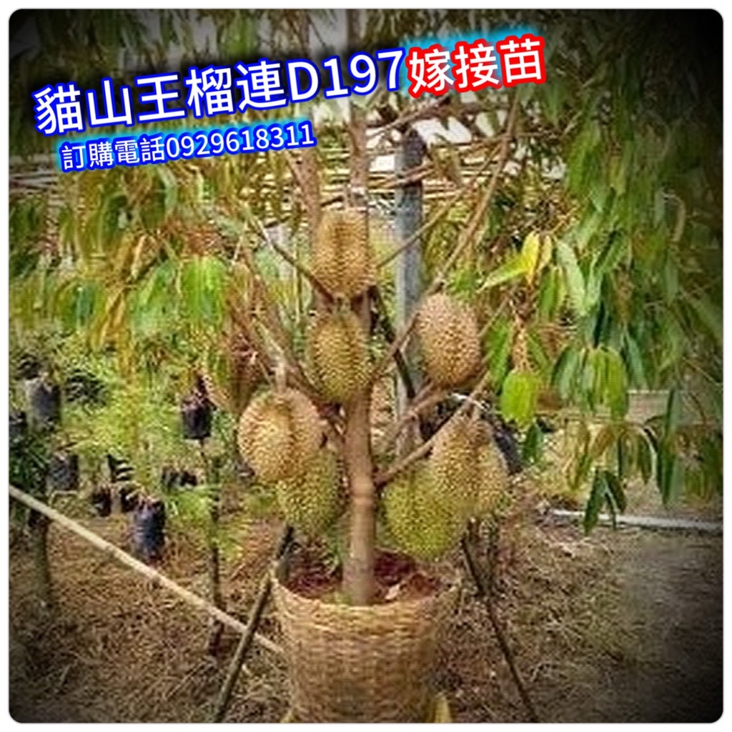 金刺 優惠推薦 22年11月 蝦皮購物台灣