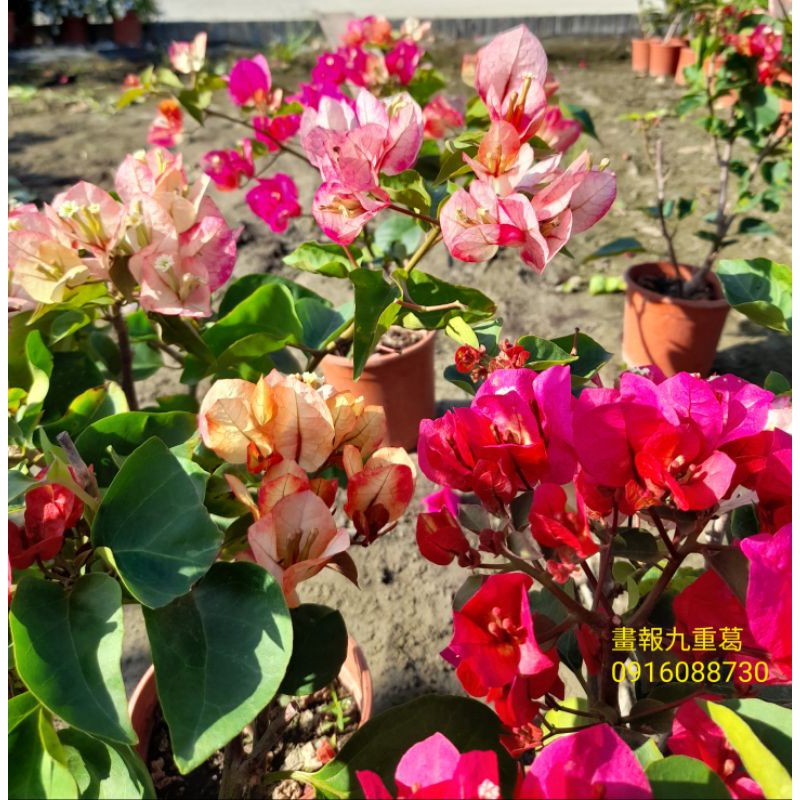 【頂上花藝】印度畫報 九重葛  / 日本藝技風 / 花色百變