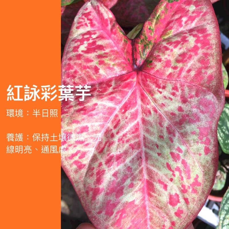 3吋/5吋 （正版） 米蘭彩葉芋 紅詠 寶石 彩葉芋 原生種 ig 網紅 觀葉植物 網紅植物 室內植物 陽台植物