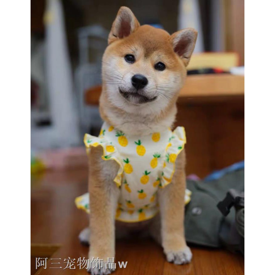 主流夜君主服柴犬 Hellohandyman Org