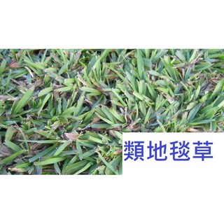 類地毯草種子 0.5kg 1kg 類地毯草 澳洲進口 種子 另稱:愛芬地毯草 地毯草 巴西地毯草 可參考