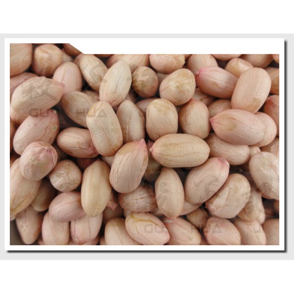 花生粒 PEANUT 生花生粒 土豆 - 3kg 【 穀華記食品原料 】