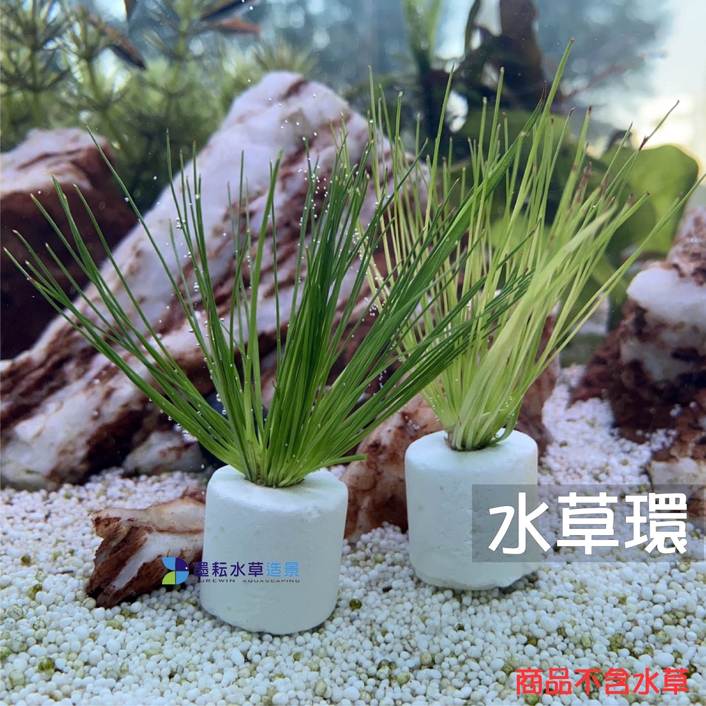 墨耘 水草環超便宜陶瓷環水草盆水草固定環濾材生物球培菌濾石水族魚缸上部過濾底部過濾 蝦皮購物