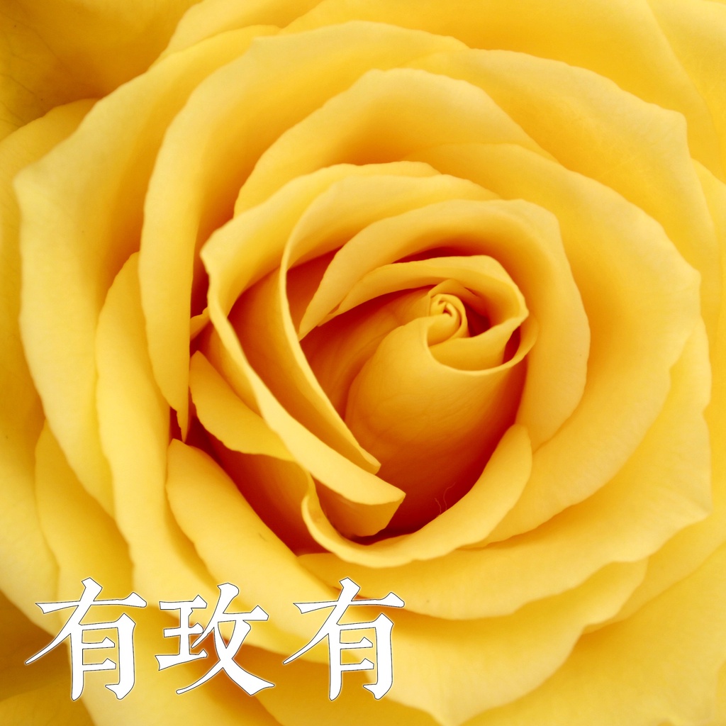 套組獨一無二的玫瑰ｉ 下標x6 玫瑰花蕾無人之境抒情短歌京都柏林少女暗夜玫瑰五月鈴蘭 蝦皮購物