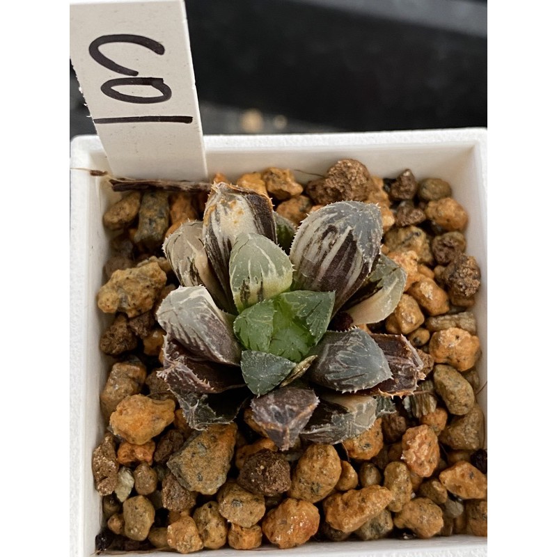 Haworthia ハオルチア紅顏オブツーサ錦 蝦皮購物