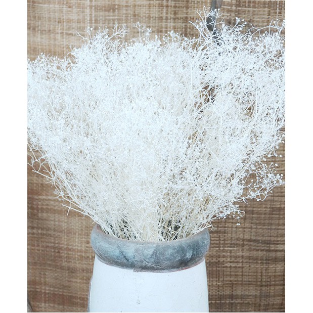 大賀屋白色滿天星乾燥花天然彩色七夕生日情人節永生花花藝 蝦皮購物