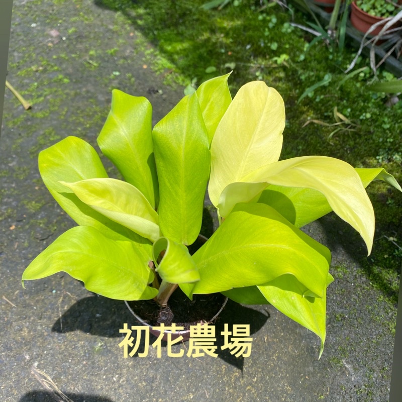 初花農場2店|黃金蔓綠絨|泰國日出｜3寸盆|觀葉植物|室內植物｜～定價70特價50