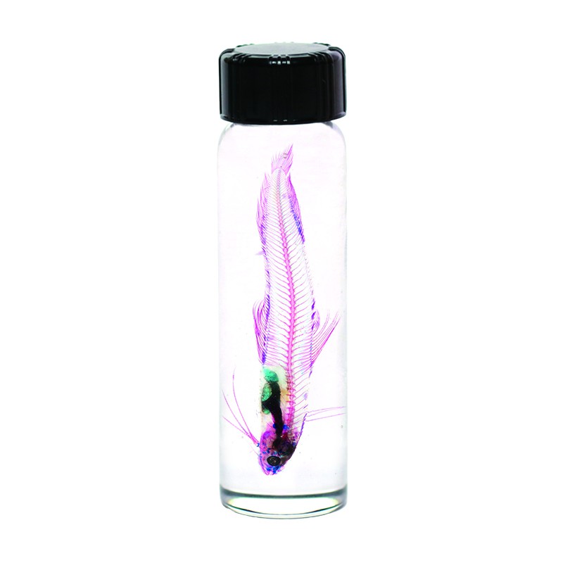 賽先生科學工廠 After School 透明魚標本製作套組 蝦皮購物