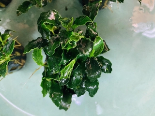 S水族 迷你多皺小榕 1盆 入門新手飼養 人氣商品 水草缸必備懶人飼養 陰性水草 前景 中景 後景 懶人草 蝦皮購物