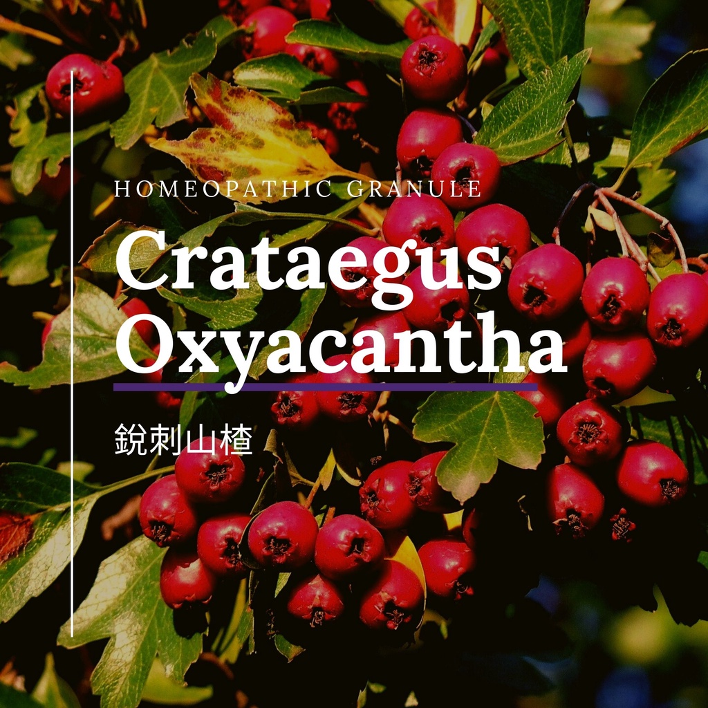 順勢糖球【銳刺山楂●Crataegus Oxyacantha】Homeopathic Granule 9克 食在自在