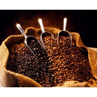 Excelsa Liberica Robusta Arabica Indonesia coffee beans 咖啡豆