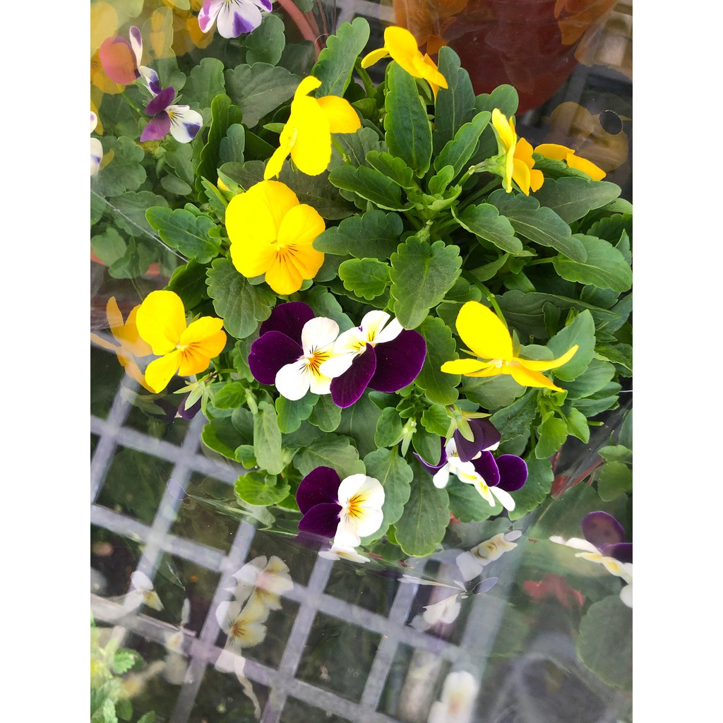 缺貨中 花花世界 季節花卉 香菫菜 不挑花色 香紫羅蘭 小臉花 5吋盆 高5 10公分 Ma 蝦皮購物