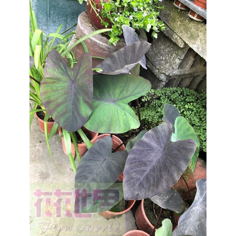 花花世界_觀葉植物-**黑魔法水芋**5-6吋盆/高20-40cm/MA
