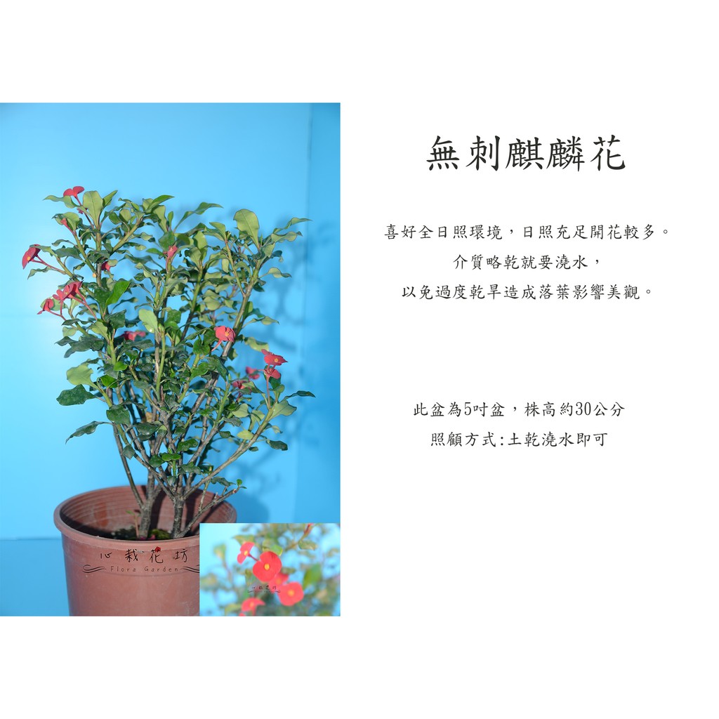 心栽花坊 無刺麒麟 麒麟花 5吋 觀花植物 綠籬植物 售價150特價1 蝦皮購物