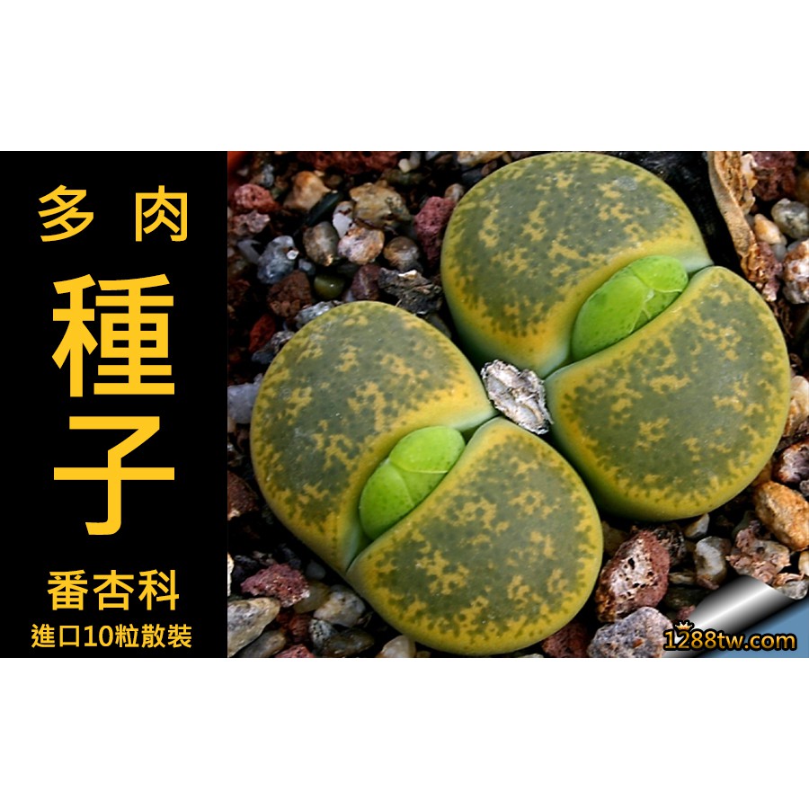 仙人掌多肉植物種子 拍賣 評價與ptt熱推商品 21年4月 飛比價格