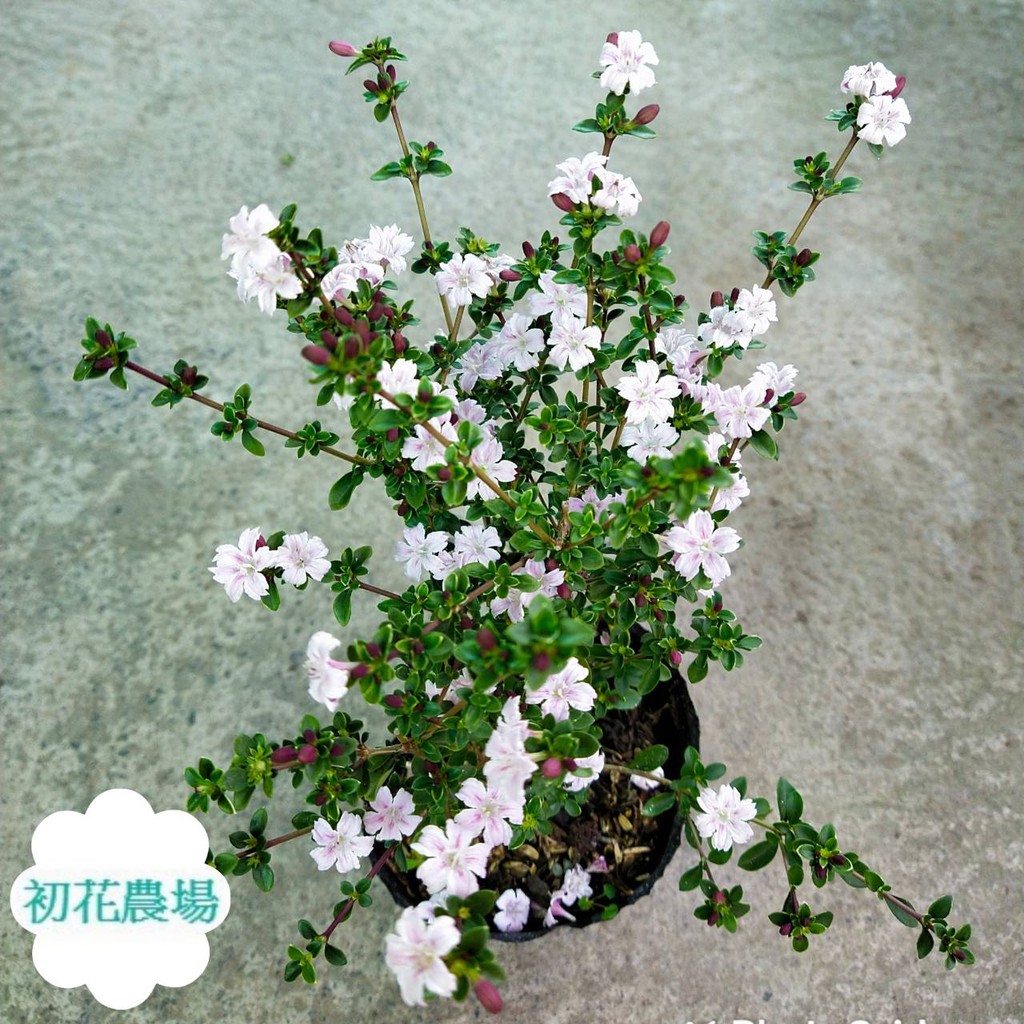初花農場 紫丁香 3吋盆 香花植物 扦插苗 定價60特價50 蝦皮購物