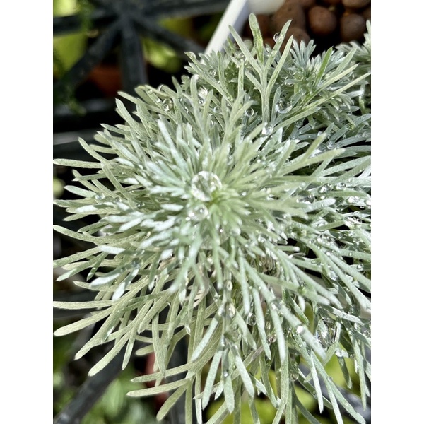 銀葉朝霧草南方艾3 5吋白盆 蝦皮購物