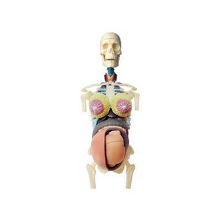 【小瓶子的雜貨小舖】4D MASTER 立體拼組模型人體解剖教學系列-全透視半身-懷孕 26069