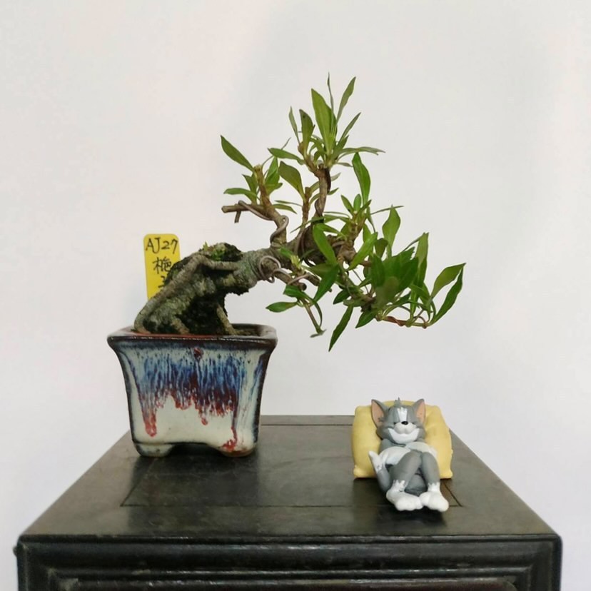 Kungtree 梔子花 喜代玉 蝦皮購物