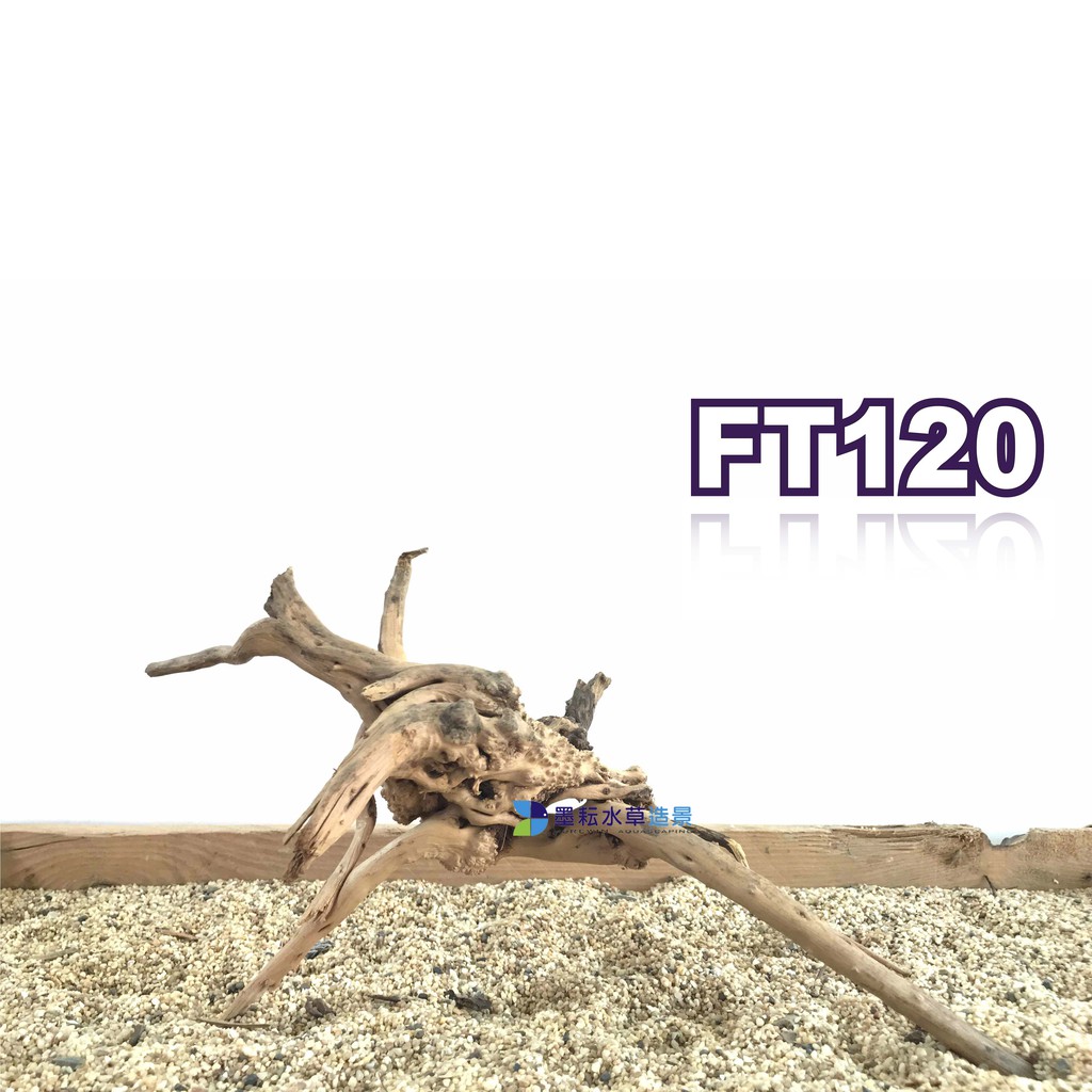 墨耘 窈窕木 海膽沉木編號ft1 499 水族造景木材流木樹狀樹型沉木老闆嚴選 不滿意可退 蝦皮購物