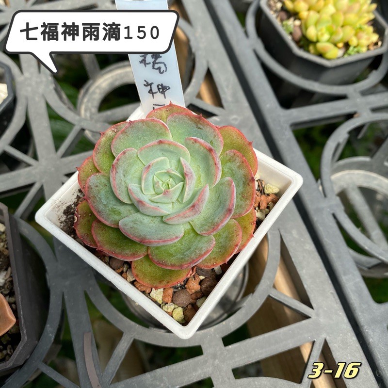 多肉植物 七福神雨滴 蝦皮購物