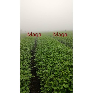 Maga茶業 台灣正港高山茶 烏龍半青熟一斤320元