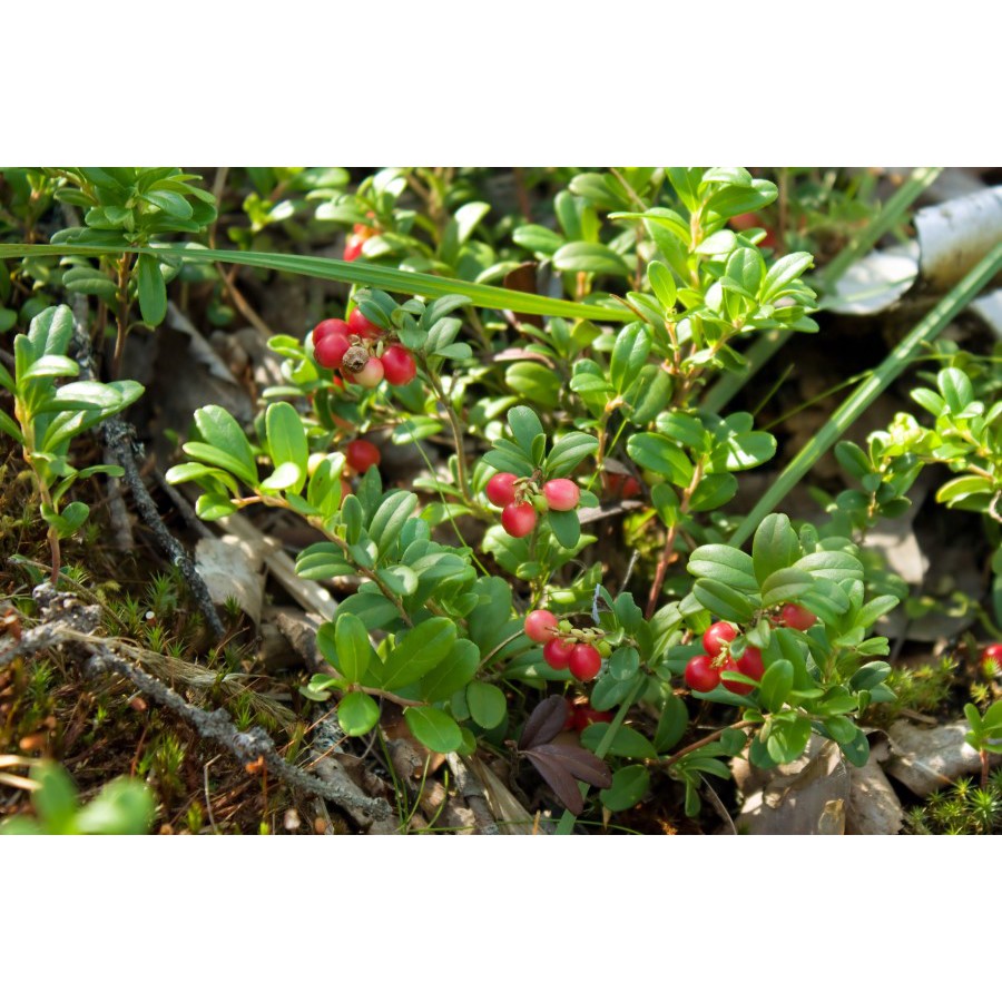 King Day 莓果種子 蔓越莓 蝦皮購物