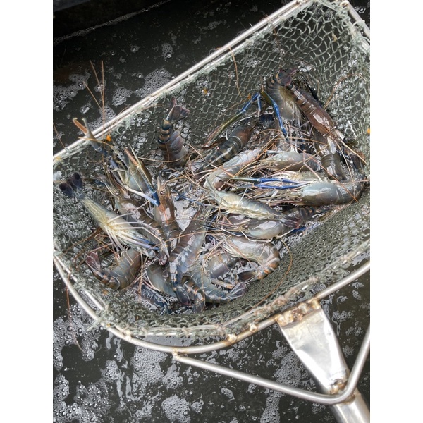 免運下標區，公母混合活跳跳泰國蝦，公母混合、魚塭現抓、中蝦1斤約15-18上下