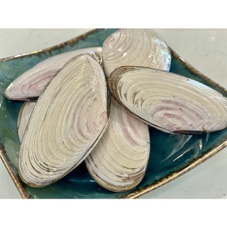 Seafoods海鮮 日本北海道活白貝 收到保證活 蝦皮購物