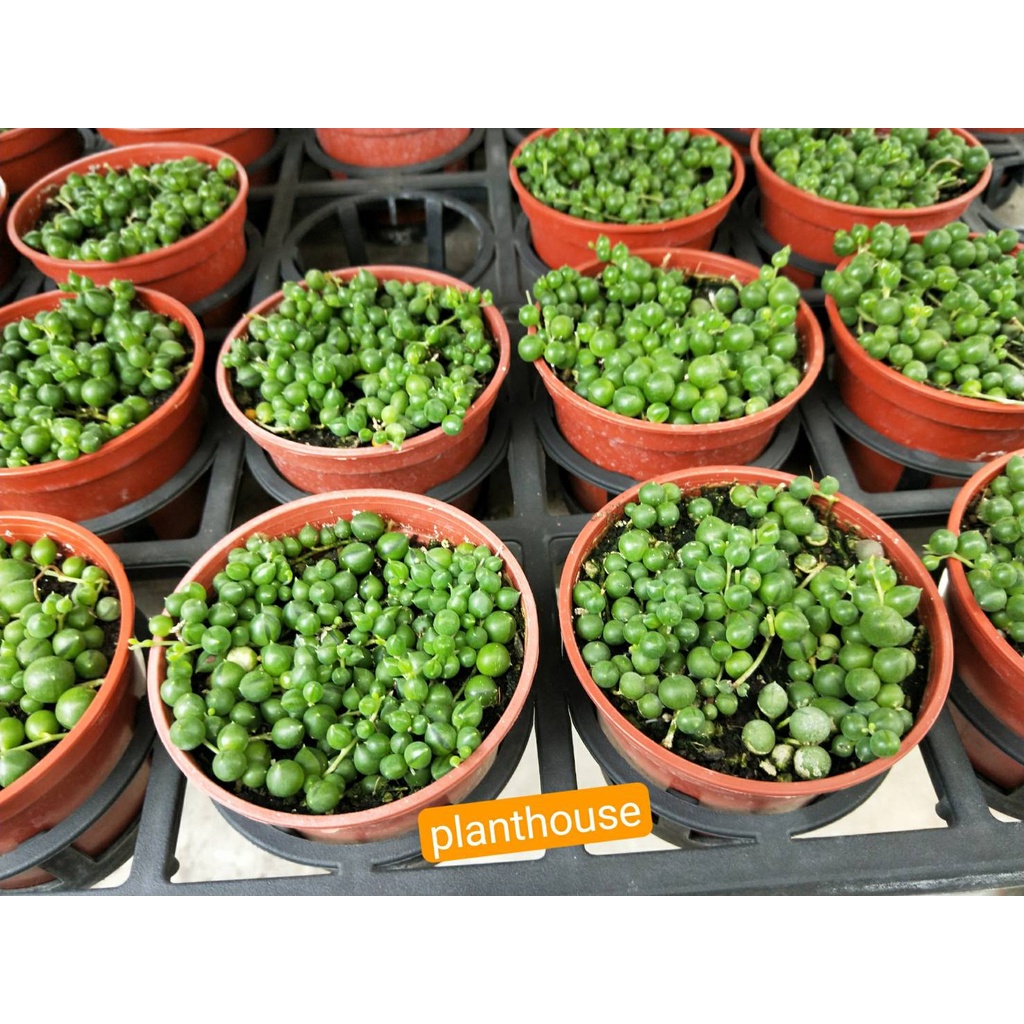 ●○植宅●○綠之鈴●○3吋●○多肉植物●○